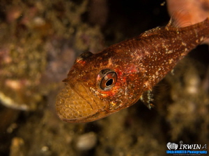 E G G S
Cardinalfish 
Lembeh Strait, Indonesia. April 2013 by Irwin Ang 